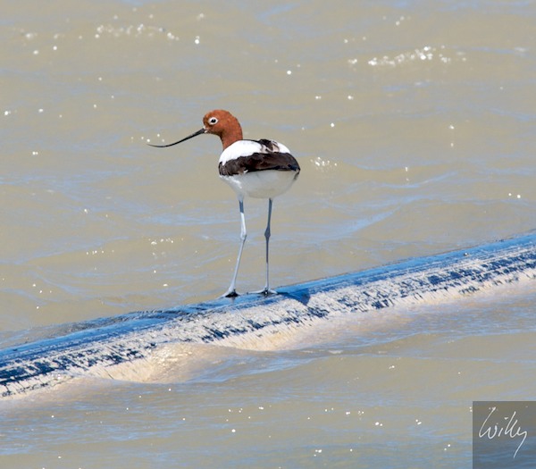 AustraliaPerth 10  089